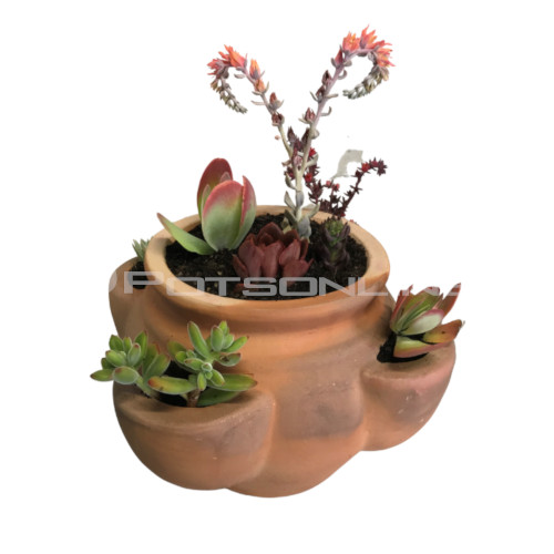Potsonline - Terracotta Squat Herb/Succulent Pocket Planter